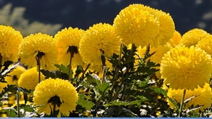 歙县金丝菊海秋日限定！10.17 打卡央视同款，邂逅山野绝美盛景，承包徽州最早的秋天！