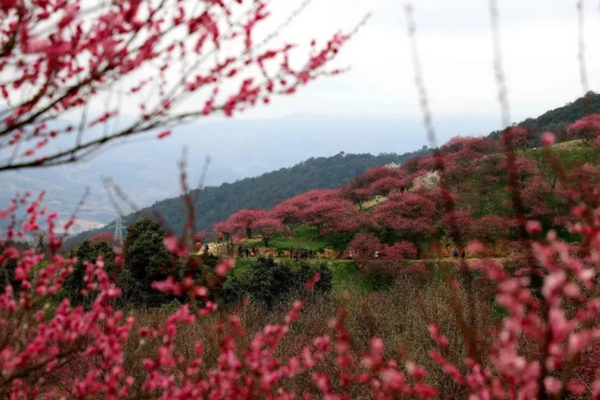 【春天花事】3.3周六奉化梅花谷，游溪口民国古镇，探秘奉化岩头古村