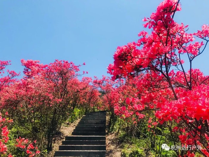 27日 走进磐安,探访浙中杜鹃谷,徒步魅力高姥山百亩杜鹃,游孔子后裔