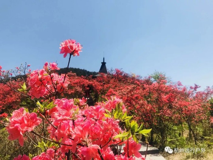 27日 走进磐安,探访浙中杜鹃谷,徒步魅力高姥山百亩杜鹃,游孔子后裔