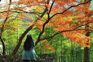 「秋日健行」11.30  徒步天然氧吧莫干山，重走蒋公道，领略最具风情的秋天