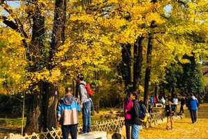 「特价69」11.16 杨家村赏红枫银杏，徒步马岭古道穿越马岭关、鳌山头，行行摄摄一日游