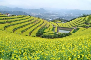 「富阳油菜花」3.25/3.28 黑山顶油菜花蕞美花期，中餐野炊，春日出发~