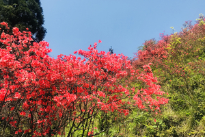 「杜鹃花开·特价回馈69」4.18 春日特价赏花游，云台山杜鹃映山红，杭州周边最好的杜鹃花谷