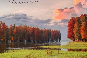 「四明湖红杉林」12.6 四明湖红杉林最美时间，浙江“喀纳斯”，徒步千年燕窝古道，初冬视觉盛宴！