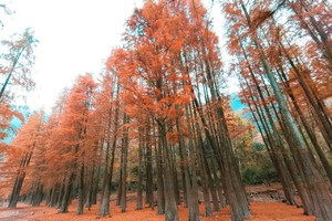 「卖柴岙红杉林」12.7 徒步宁波十里画廊卖柴岙古道，寻觅醉美水杉林，走访高山梯田茶园，归园田行！