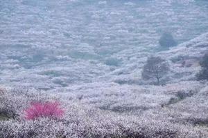 「原乡梅花节」2.7 千亩梅园、花开成海，288米高空玻璃桥赏瀛洲梅园，心动小火车穿越