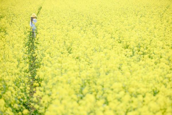 「油菜花开」03.09 最佳摄影散步线路，黄饶半岛震撼花海，漫步新安江畔，探梅城古史，新晋网红热门景点