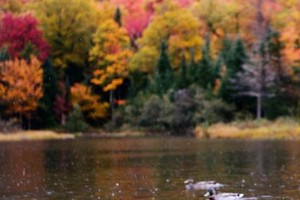 「西白秋色」11.23 徒步西白山，登顶嵊州第一高峰，邂逅山间秋色