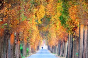 「特价79」12.10 抓住杭州秋天醉美时光，长乐林场红杉枫香，登顶娘娘山，这里的美景也美得醉人