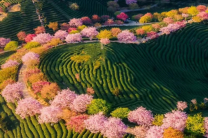 「浙江无量山」4.12 人间四月天，邂逅十里樱花岗，徒步四明山大岚秘境