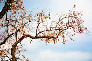 「满山红柿」11.9“浙东第一古树村”，柿林古村愿柿柿如意，邂逅秋色斑斓的600百年遗世古村