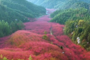 「临安红河谷」3.7 临安米积山1000亩“中国红”，休闲登顶米积山，河桥古镇漫游~