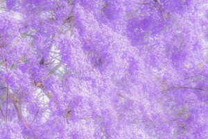 『人间四月天』4.20-26 美哭了！比南半球还美的梦幻蓝楹花，昆明西昌攀枝花、螺髻99里温泉、风情泸沽湖7日小众之行