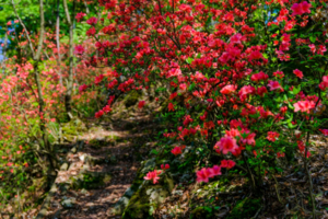 「小众踏青·里仁杜鹃」4.11 富阳新晋网红杜鹃林，新晋网红杜鹃林，清溪倒照映山红，相约云海杜鹃！