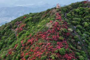 「鸬鸟山杜鹃」4.19 赏醉美杜鹃花海，穿越高山草甸，登杭州十大最美山峰之鸬鸟山