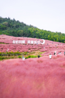「高山古村·粉黛乱子」 10.18 徒步宁波月宫山古道，邂逅梦幻粉黛花海，饱览钱湖胜景