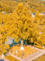 「长兴银杏·秋色尾巴」12.7 长兴银杏长廊，在最美的季节，打卡最美的地方