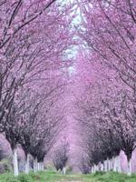 「美人梅+早春樱花」行摄荷花塘岗美人梅，王山村早樱，打卡嵊州小吃一条街