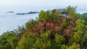 「云端杜鹃」4.26 绝美！浮云岭云端映山红迎来“高光”，错过了樱花，可不能再错过在这次野趣杜鹃！