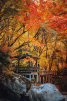『蜀地秋色小众路线』10.26-11.1 锁定光雾山红叶盛宴！米仓山彩林+十八月潭+剑门雄关+千年古道，秋日封神之旅！