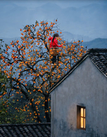 「歙县秋色·柿林晒秋」11.22 徒步歙县最美高山村落-姬公尖，品独特美味柿饼