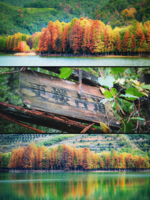 「健行赏秋」11.29 嵊州更楼红枫，赏秋色探水杉林，寻觅似火红枫，秋色正当时！