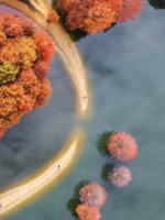 「四明湖红杉林」12.11 四明湖红杉林最美时间，麻岙水库”月亮湾“，浙江的喀纳斯，初冬视觉盛宴！