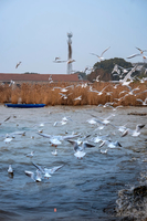 「周二活动·太湖红嘴鸥」1.13 错峰出发！苏州市区City Walk徒步+追一场太湖红嘴鸥的日落浪漫，品地道苏帮菜！