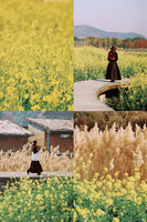 「2026年第一波油菜花·特价89」1.18 这不是AI的，这是真的油菜花！打卡荆山里春日烂漫，探寻”现实塞尔达“奇观！