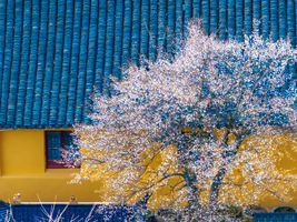 「寒冬白梅」1.27 来海盐尽享“梅”好时光，余华笔下的江南小镇——海盐沈荡，浪漫文艺根本藏不住！