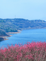 「早梅序曲·大佛寺腊梅」2.8 新昌梅花谷，大佛寺百年腊梅盛放，赴一场与梅花的浪漫之约~