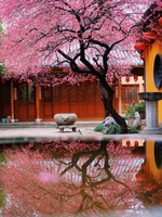 「铁佛寺红梅·湖州三街」2.22 绝美！湖州铁佛寺，一棵树惊艳了整个春天！湖州三街打开烟火人间