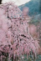 「香雪海」春日粉色龙梅+新建梅花谷，探秘双梅花海，游溪口民国古镇