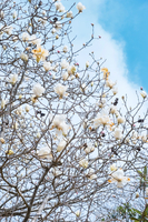 「玉兰望春·特价99」宁波这里的白玉兰开爆啦!百亩玉兰花再次盛开，走玉兰花古道环线，一路繁花！