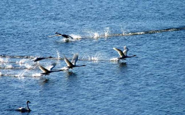 蒙古一日马拉松