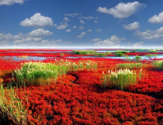 盘锦“红海滩”国际马拉松赛