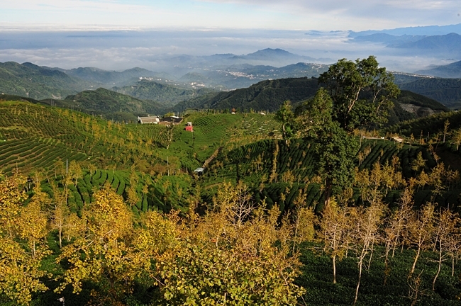 杉林溪森林马拉松