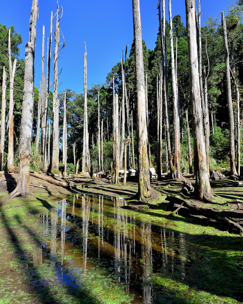 杉林溪森林马拉松