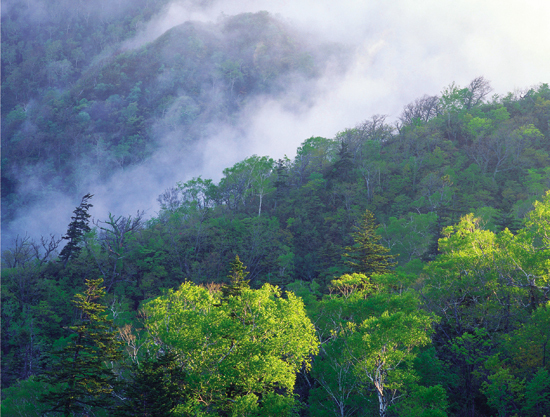 五岳寨国家森林公园