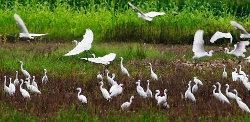 2015第二届中国滕州微山湖湿地马拉松