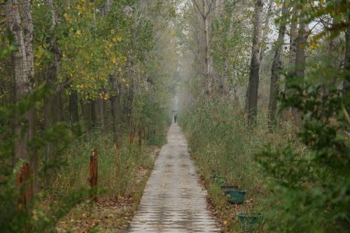 2015第二届中国滕州微山湖湿地马拉松