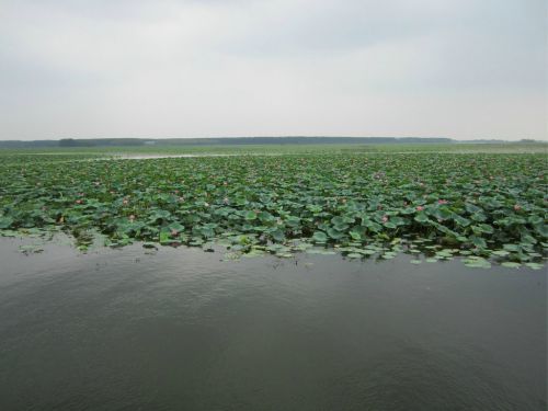 2015第二届中国滕州微山湖湿地马拉松