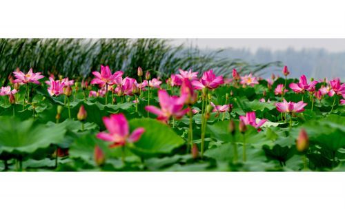 2015第二届中国滕州微山湖湿地马拉松