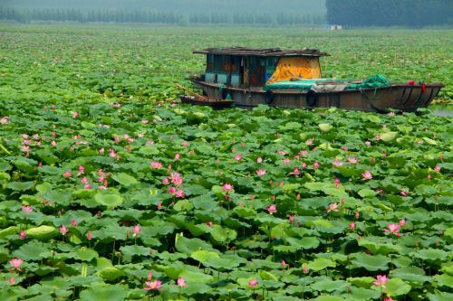 2015第二届中国滕州微山湖湿地马拉松