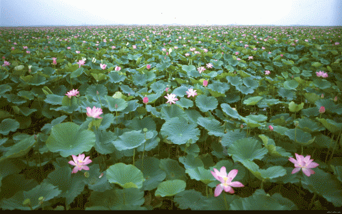 2015第二届中国滕州微山湖湿地马拉松