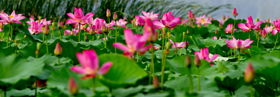 2015第二届中国滕州微山湖湿地马拉松