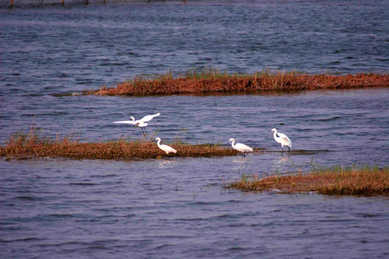 衡水湖国际马拉松