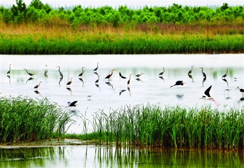 济宁“城投·鹿港杯”首届环太白湖半程马拉松赛