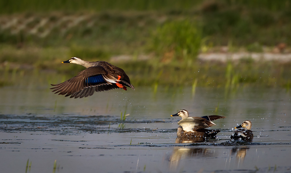 济宁“城投·鹿港杯”首届环太白湖半程马拉松赛